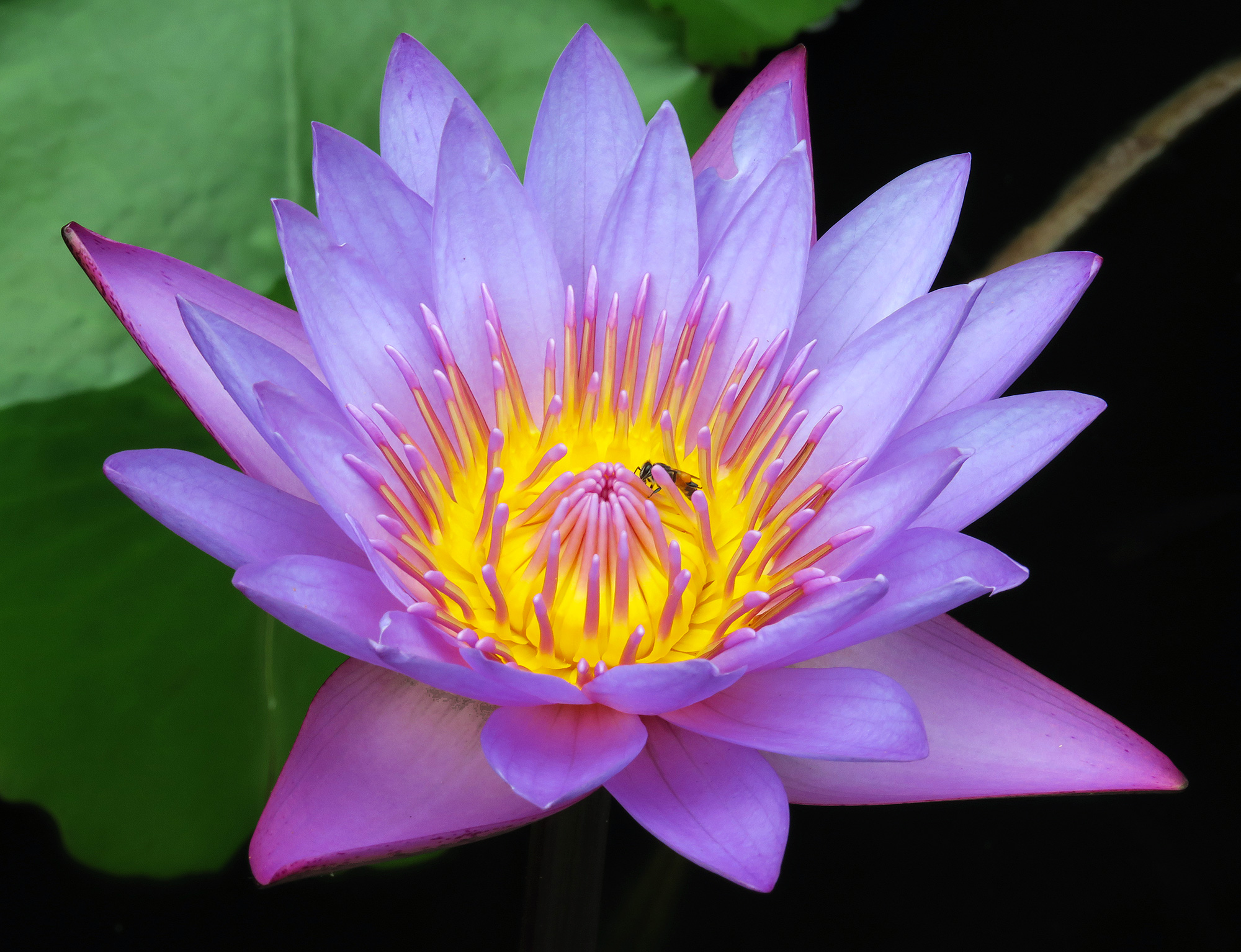 Символ Шрі-Ланки