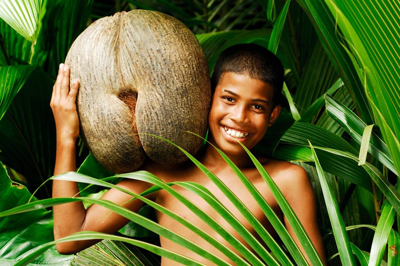 Коко-де-мер