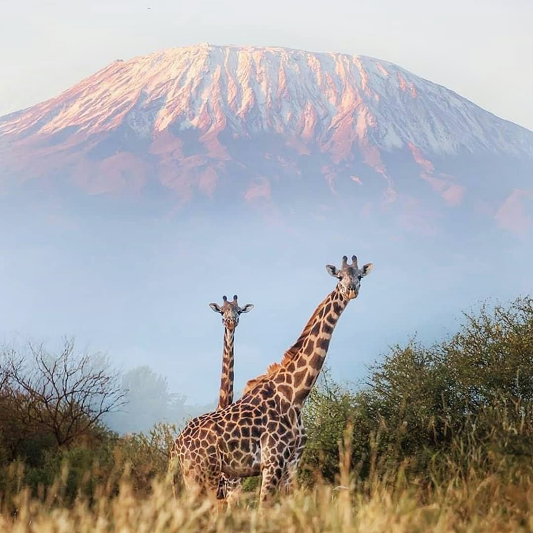 Корона Танзанії