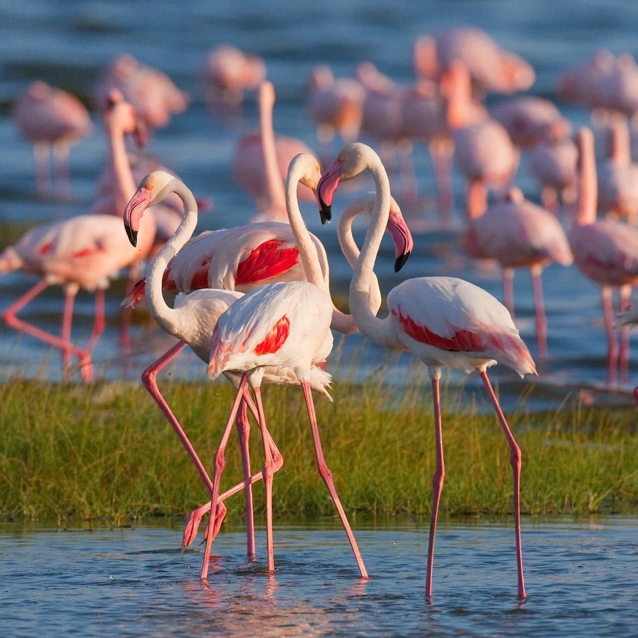 Перлина Кенії