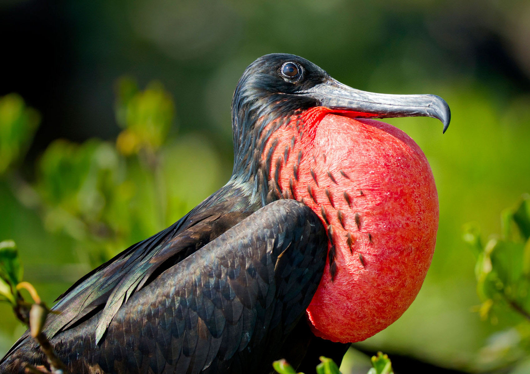 Хитрі злодюжки