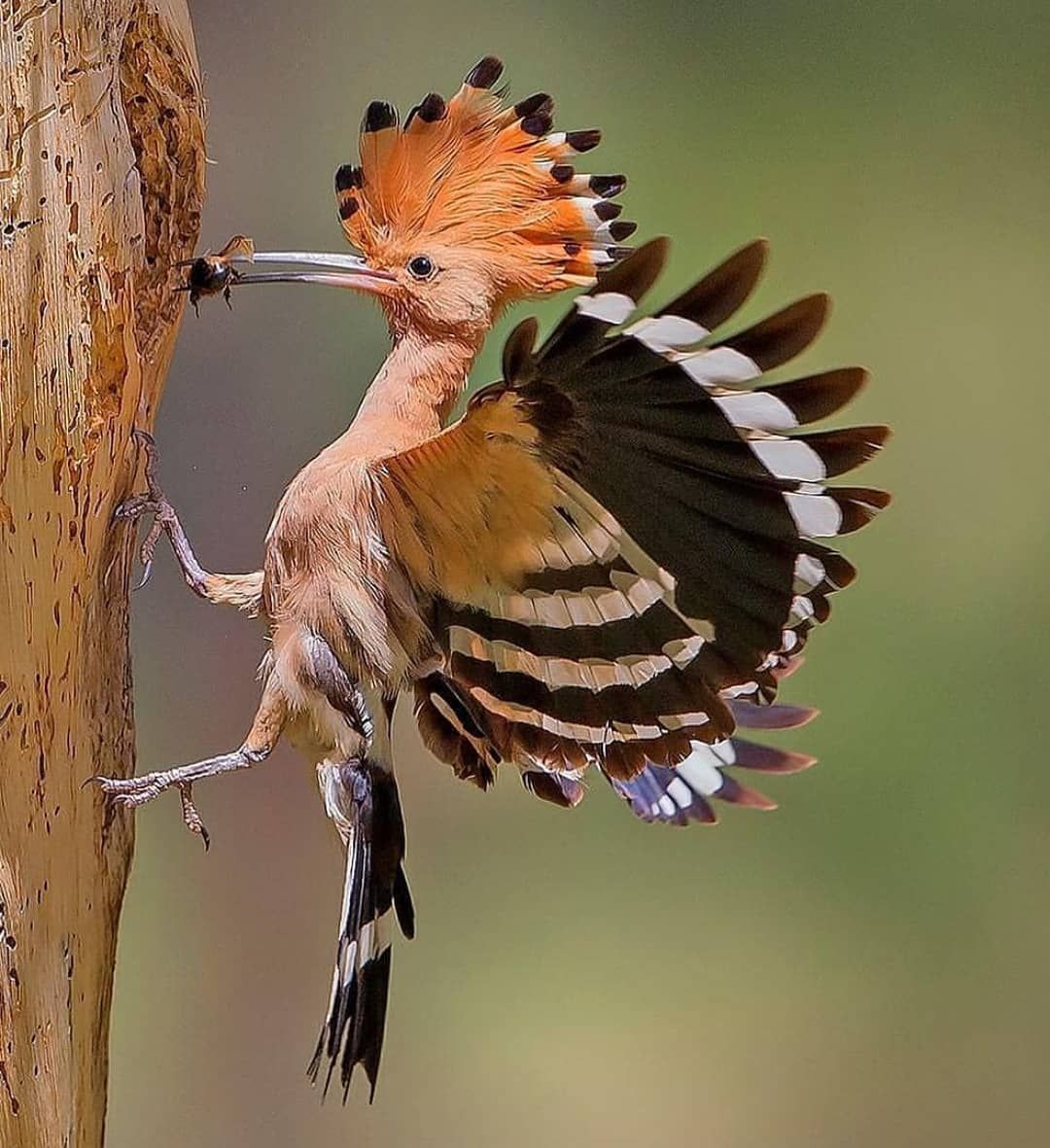 Пташиний символ