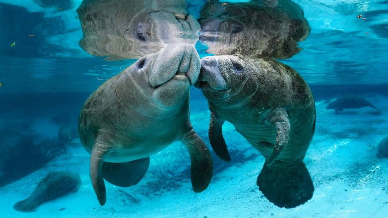 Морські велетні