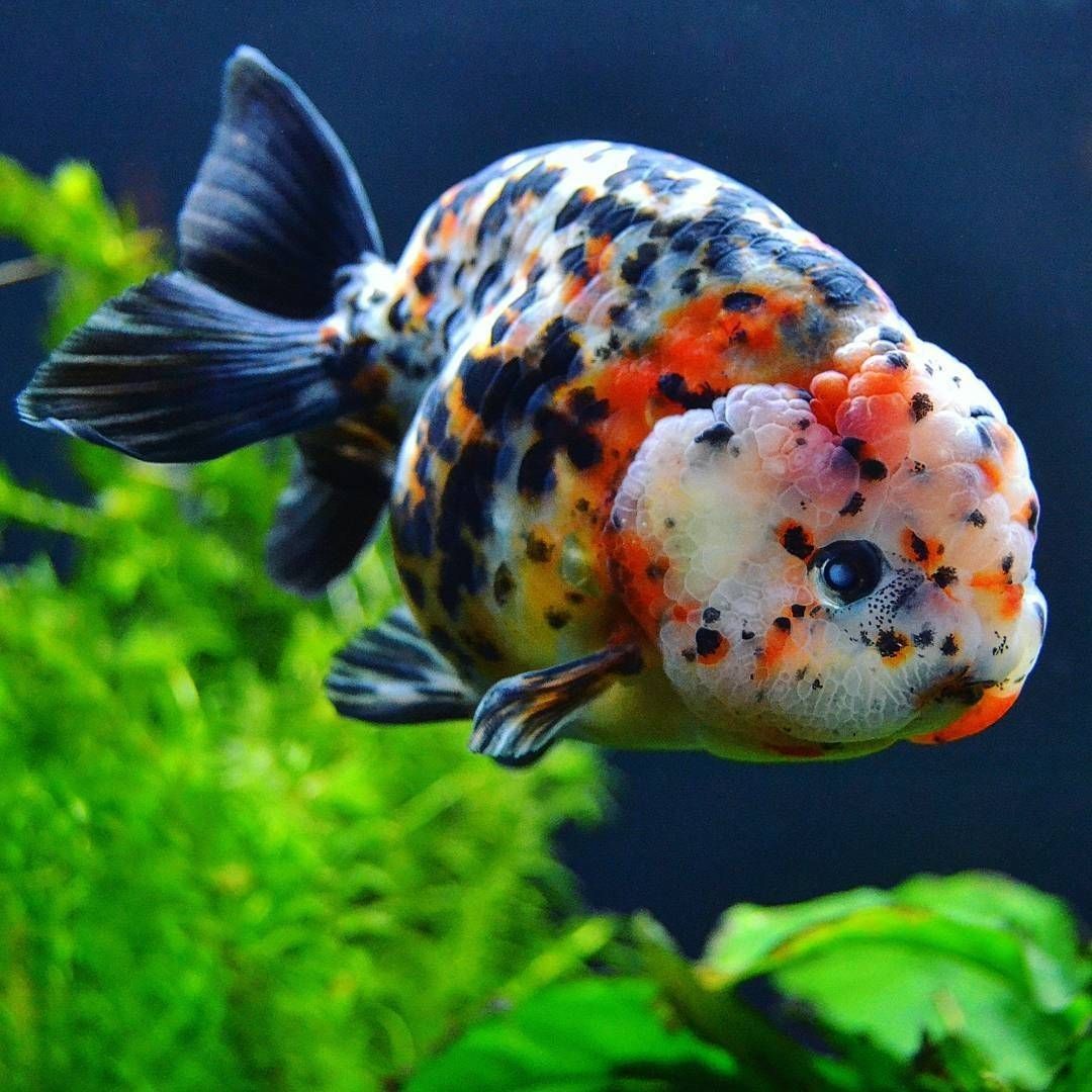 Найкращий в ОАЕ