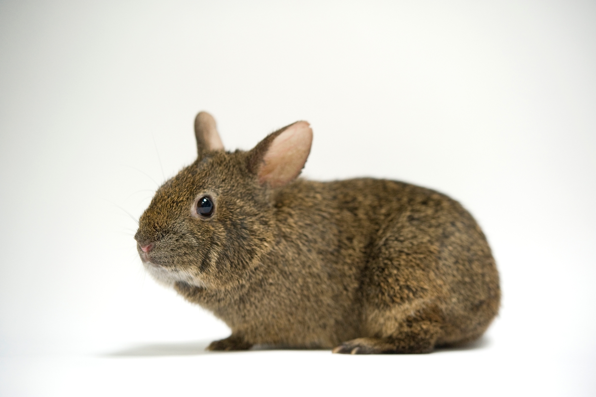 Вулканічний кролик