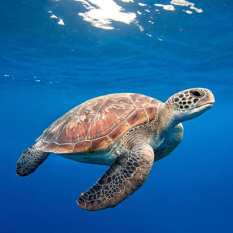 Свободу черепахам!