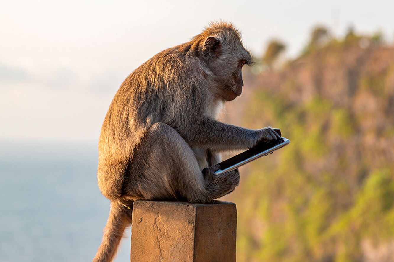 Місцеві злодюжки