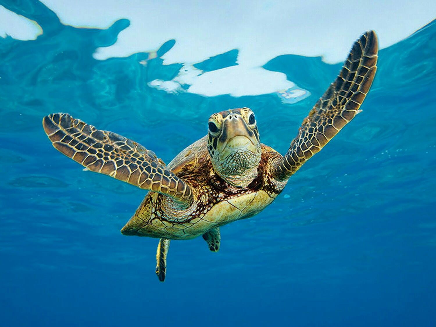 Черепашина ферма