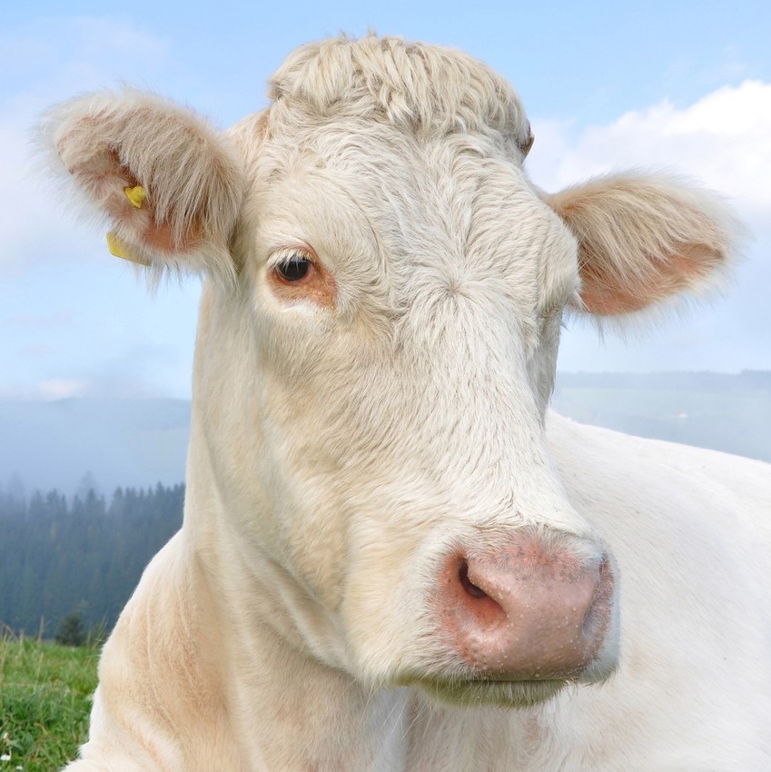 Індонезійські прізвиська