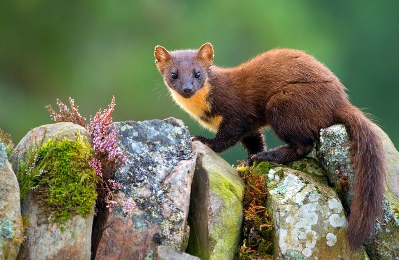 Валюта на честь куниці