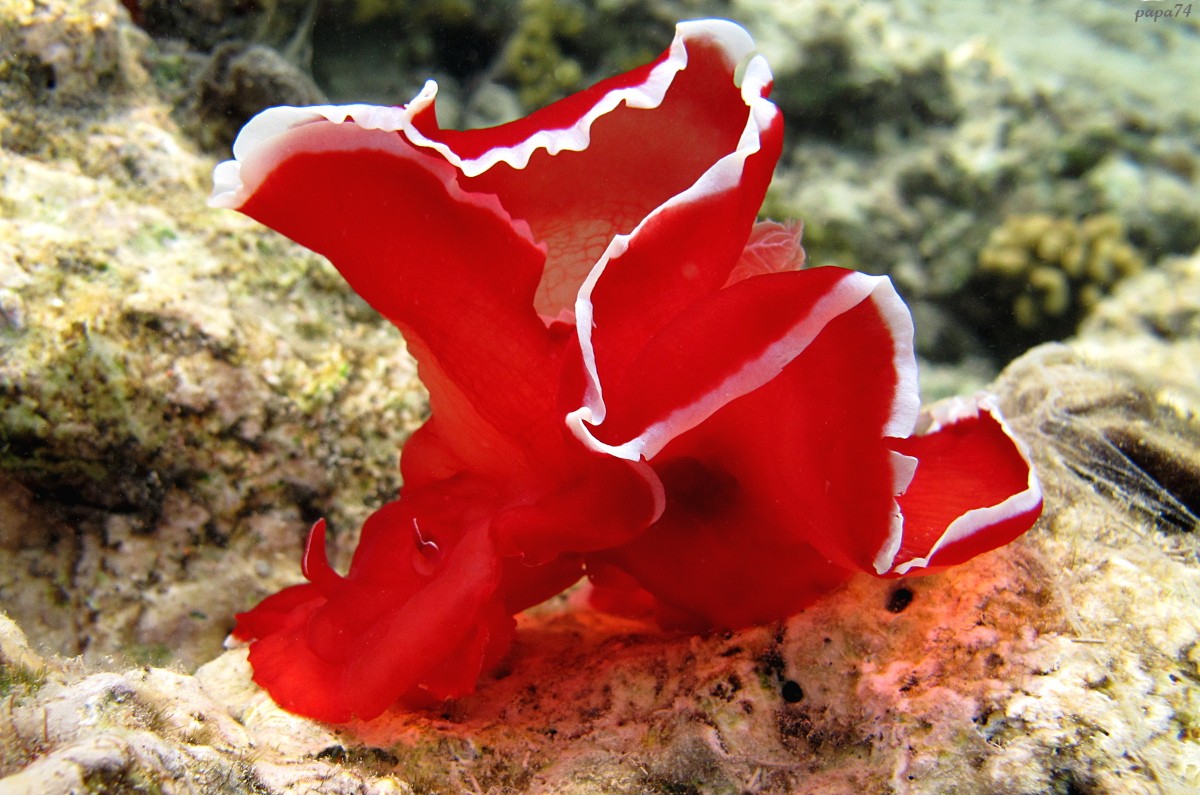 Фламенко у воді