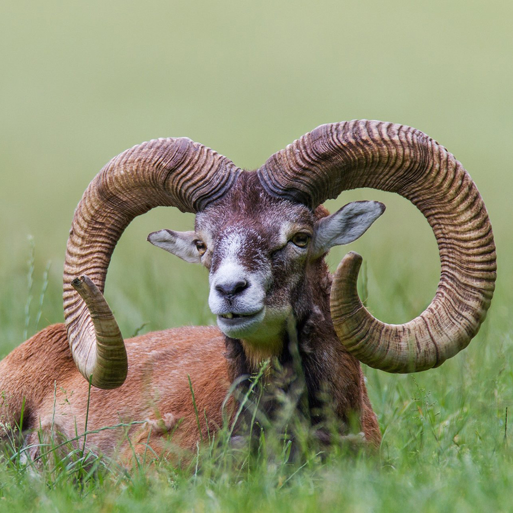 Невловимий символ