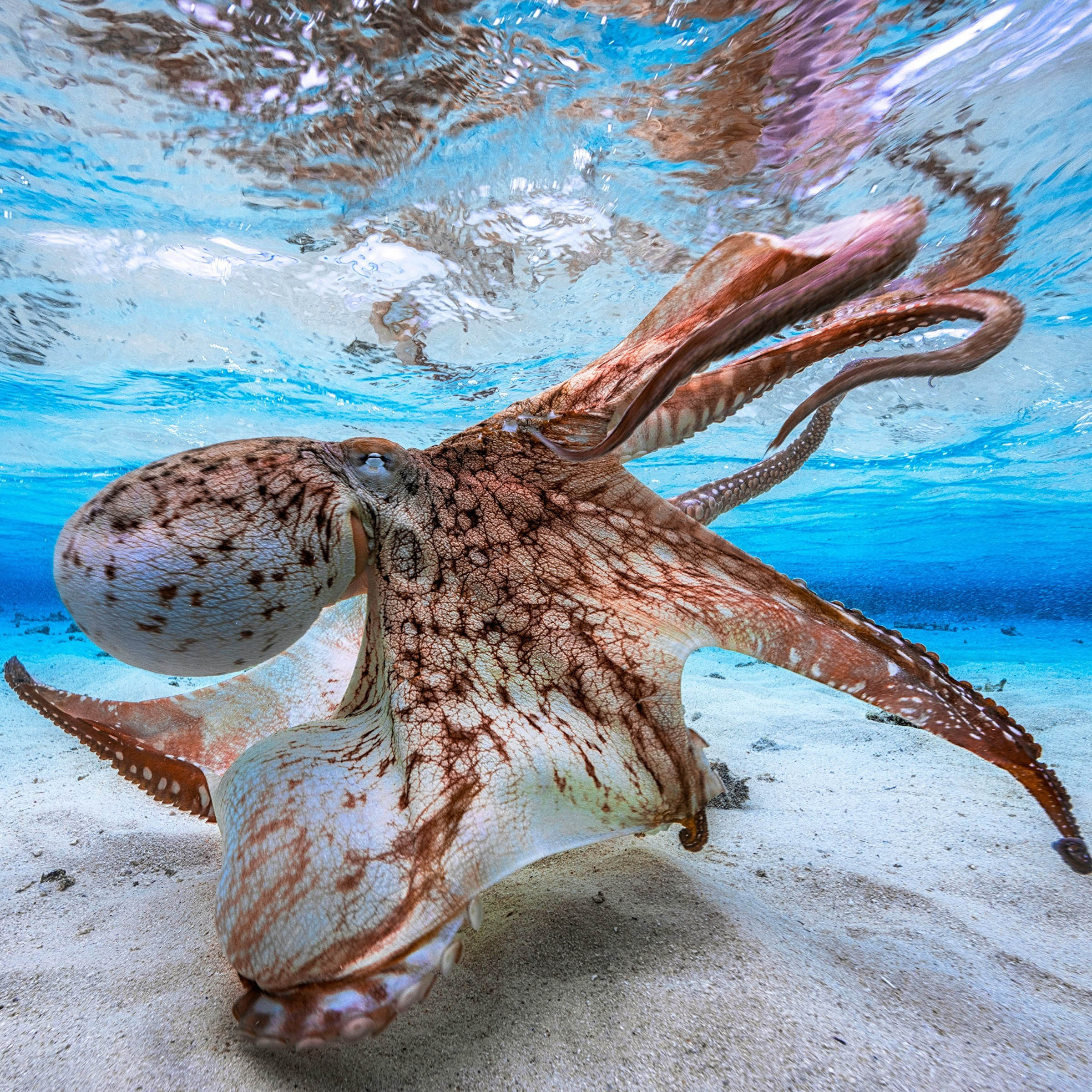 Підводний світ