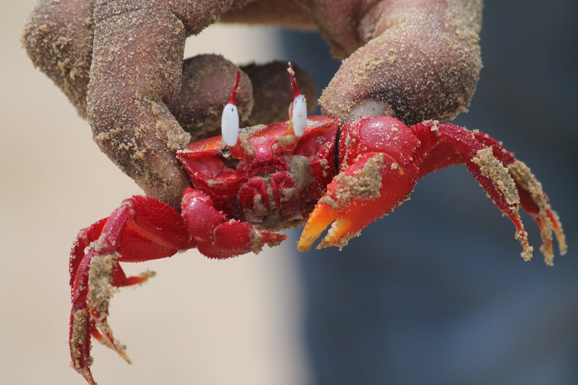Краби замість телебачення
