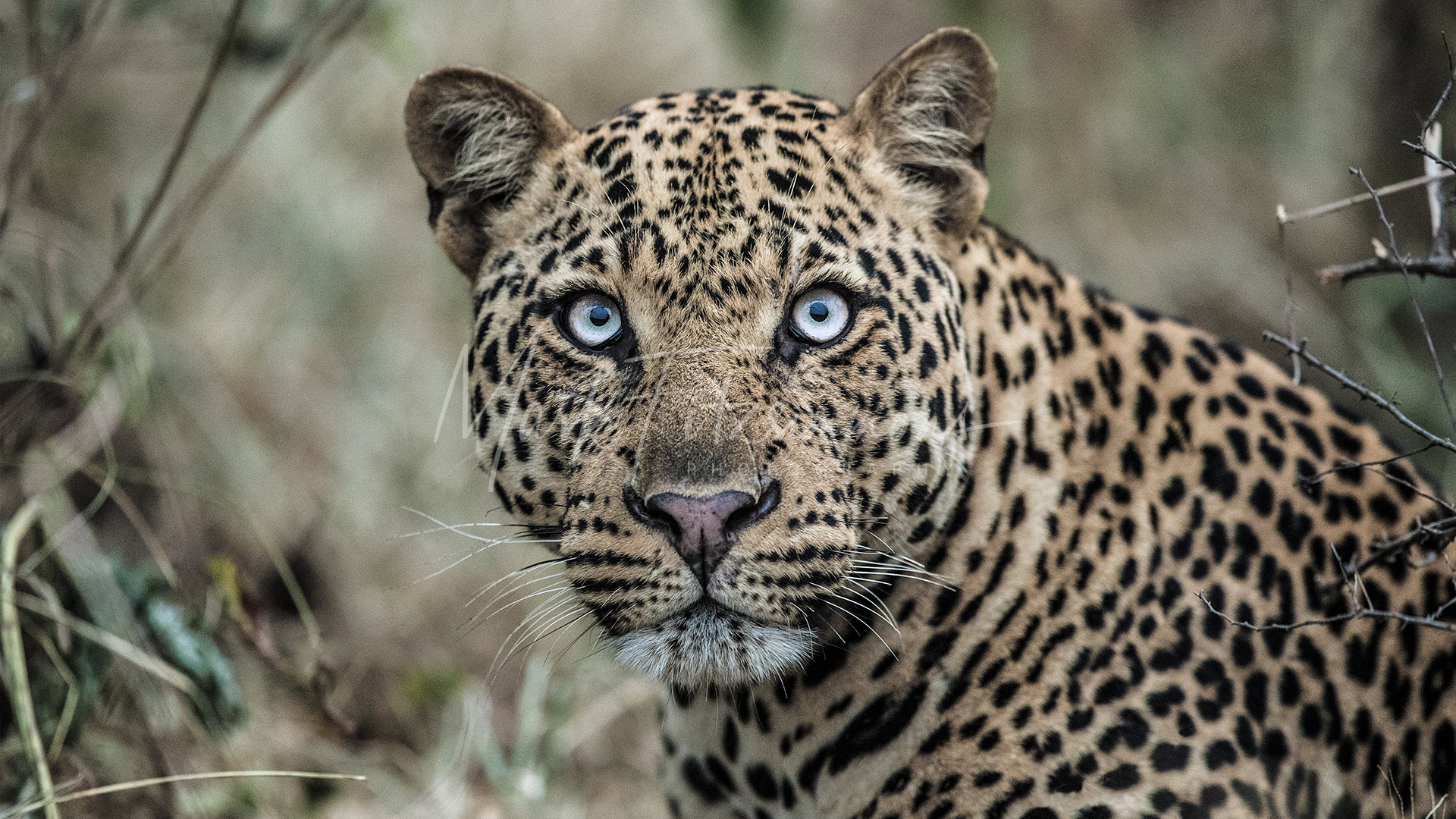 Рідкісний звір