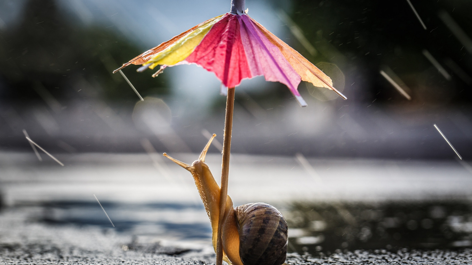 Дощовий вихідний