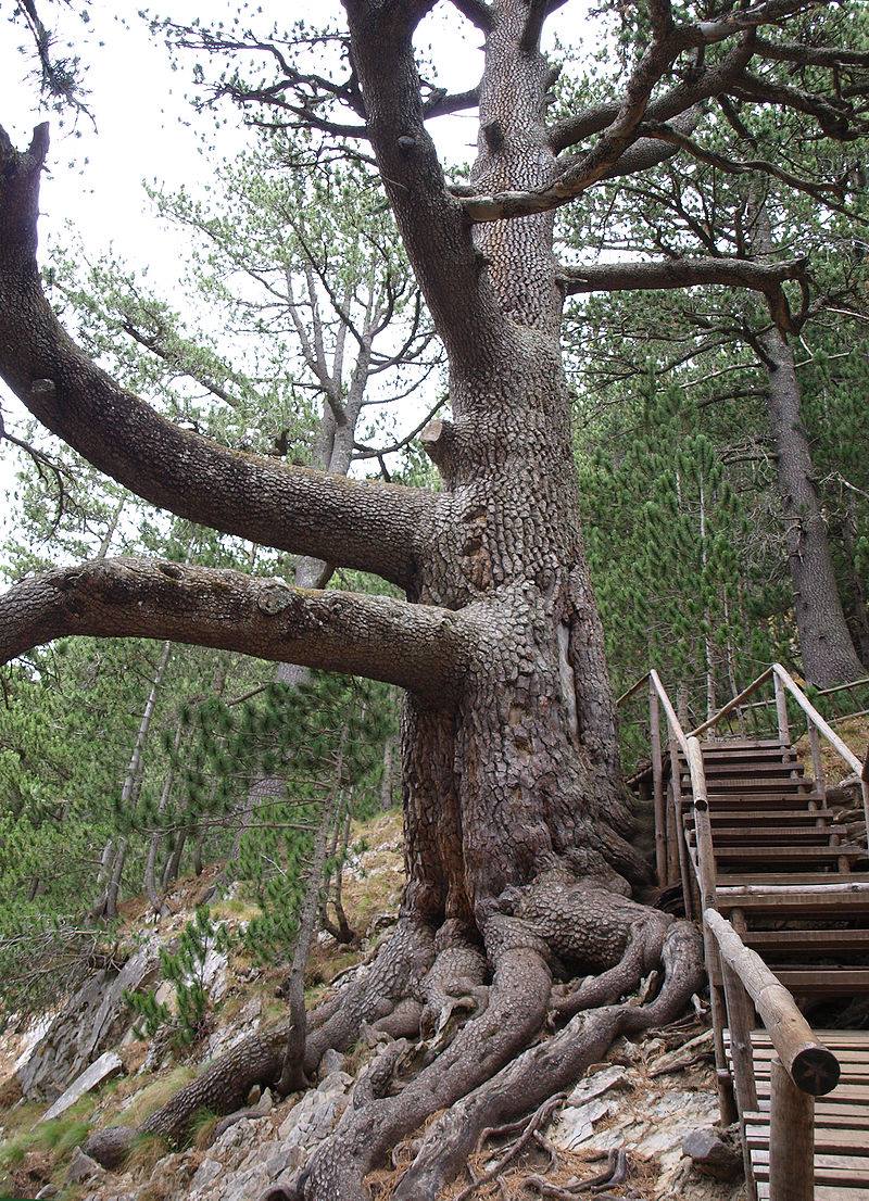 Найстаріше дерево