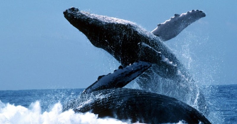 киты на Шри-Ланке